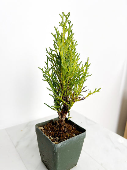 Italian Cypress Tree Starter Plant - 2 inch Pot Outdoor Bonsai Gift