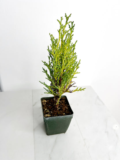 Italian Cypress Tree Starter Plant - 2 inch Pot Outdoor Bonsai Gift