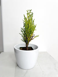 Italian Cypress ‘Tiny Tower’ – Evergreen Bonsai Starter Tree