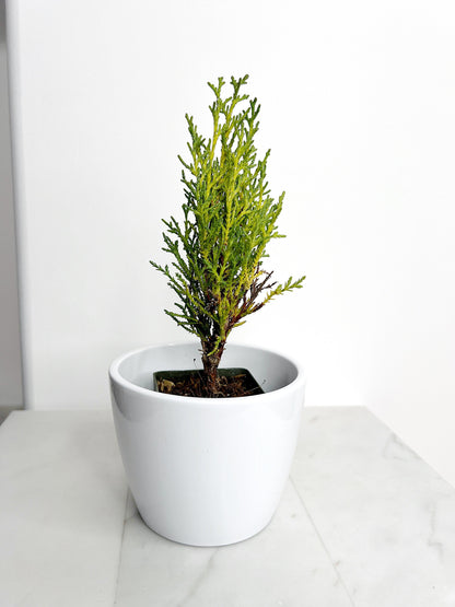 Italian Cypress Tree Starter Plant - 2 inch Pot Outdoor Bonsai Gift