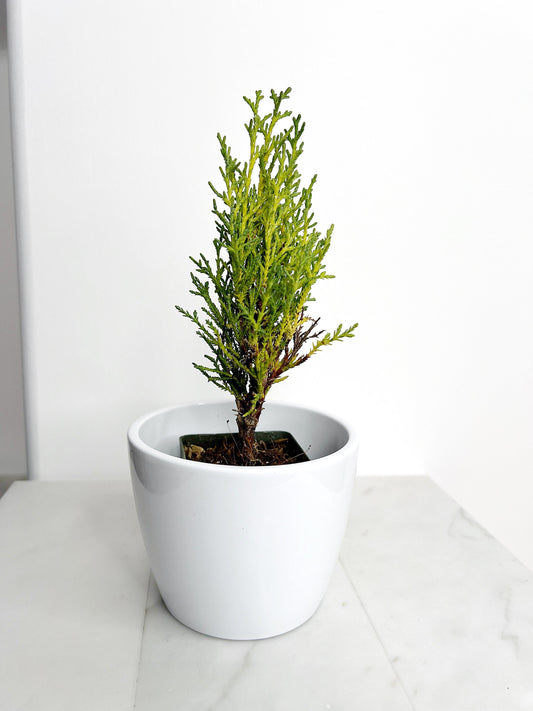 Italian Cypress Tree Starter Plant - 2 inch Pot Outdoor Bonsai Gift