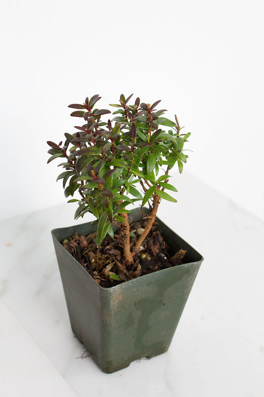 Bonsai Tree Starter Plant Dwarf Myrtle Compacta Plant Gift Mini Tree Evergreen Starter Plant 2 inch pot Outdoor Zen Garden Gift for Mom