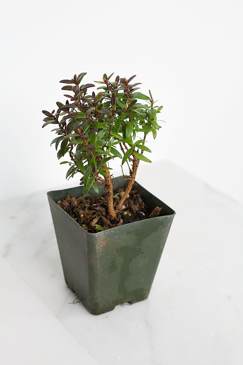 Bonsai Tree Starter Plant Dwarf Myrtle Compacta Plant Gift Mini Tree Evergreen Starter Plant 2 inch pot Outdoor Zen Garden Gift for Mom
