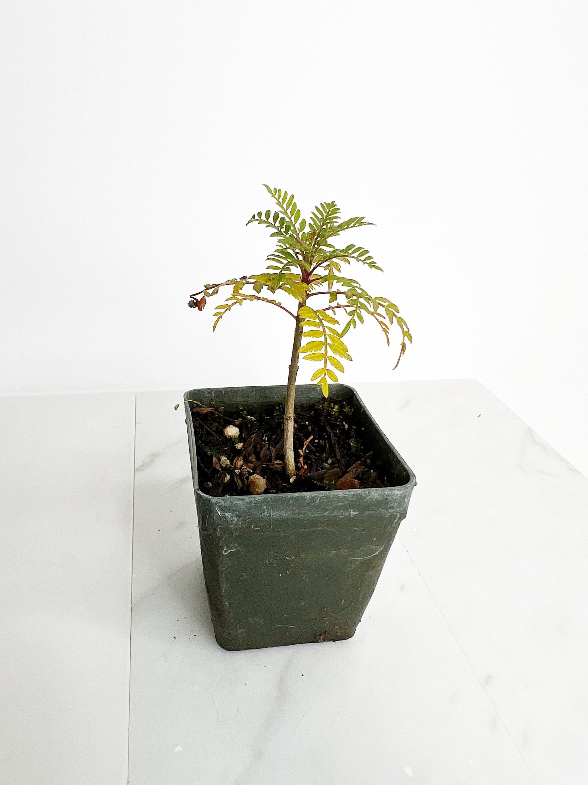 Blue Purple Flower Jacaranda Tree Jacaranda Mimosifolia Live Tree Bonsai Starter Tree Brazilian Purple Flower Tree Plant Dedication Tree