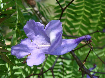 Blue Purple Flower Jacaranda Tree Jacaranda Mimosifolia Live Tree Bonsai Starter Tree Brazilian Purple Flower Tree Plant Dedication Tree