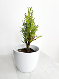 Italian Cypress ‘Tiny Tower’ – Evergreen Bonsai Starter Tree
