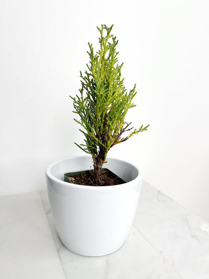 Italian Cypress Tree Starter Plant - 2 inch Pot Outdoor Bonsai Gift