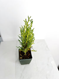 Italian Cypress ‘Tiny Tower’ – Evergreen Bonsai Starter Tree