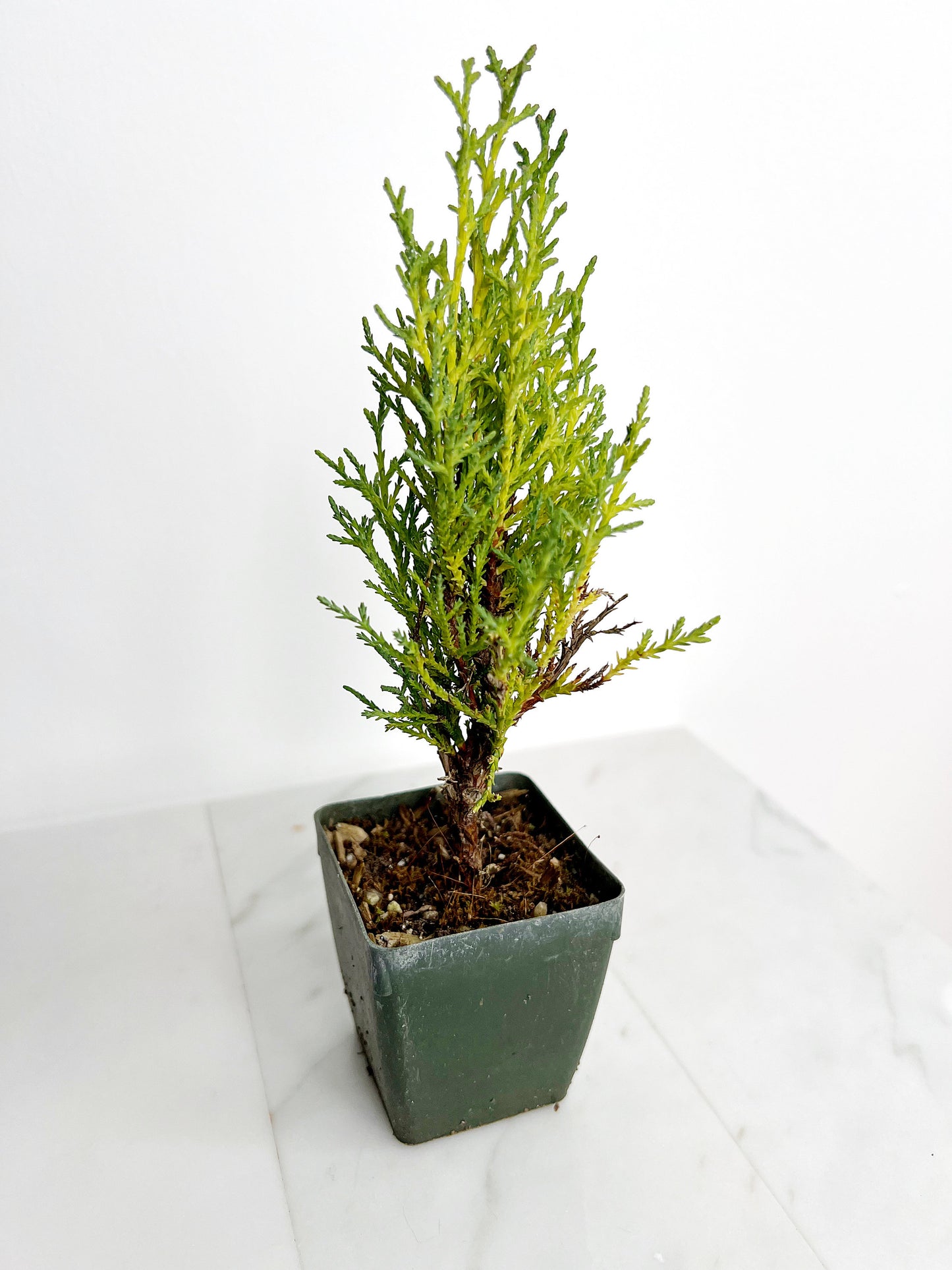Italian Cypress Tree Starter Plant - 2 inch Pot Outdoor Bonsai Gift