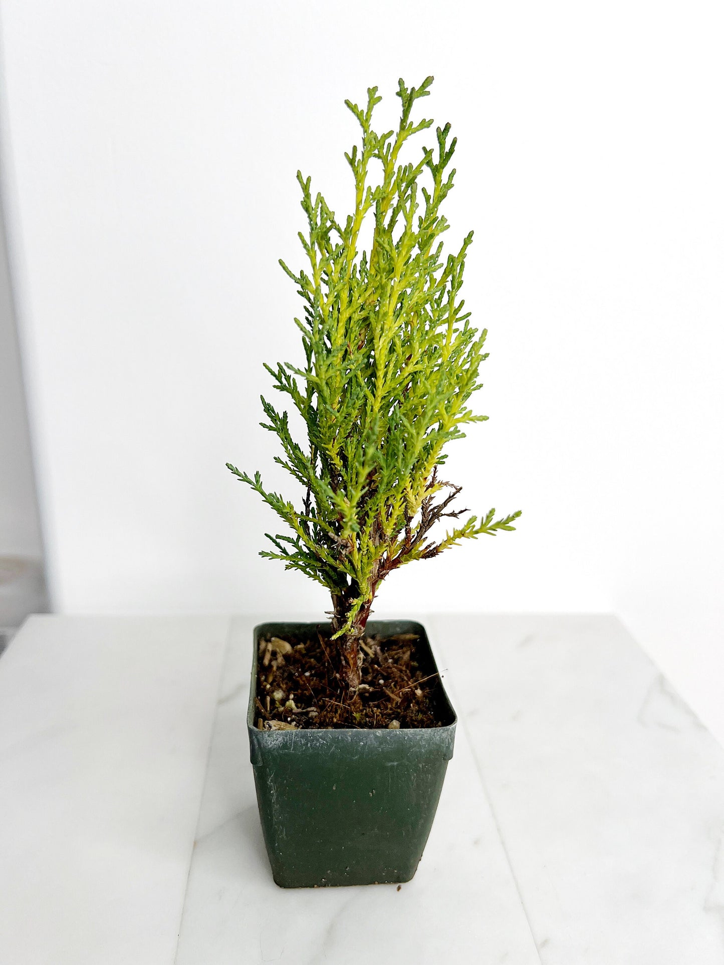 Italian Cypress Tree Starter Plant - 2 inch Pot Outdoor Bonsai Gift