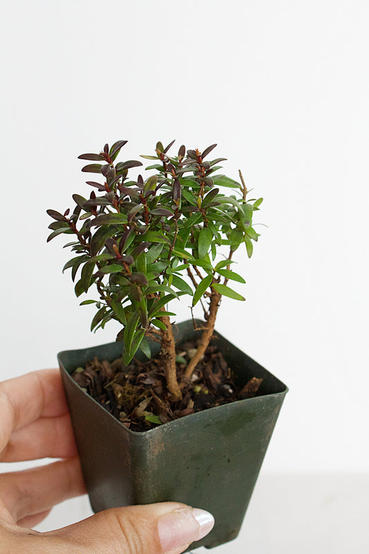 Bonsai Tree Starter Plant Dwarf Myrtle Compacta Plant Gift Mini Tree Evergreen Starter Plant 2 inch pot Outdoor Zen Garden Gift for Mom