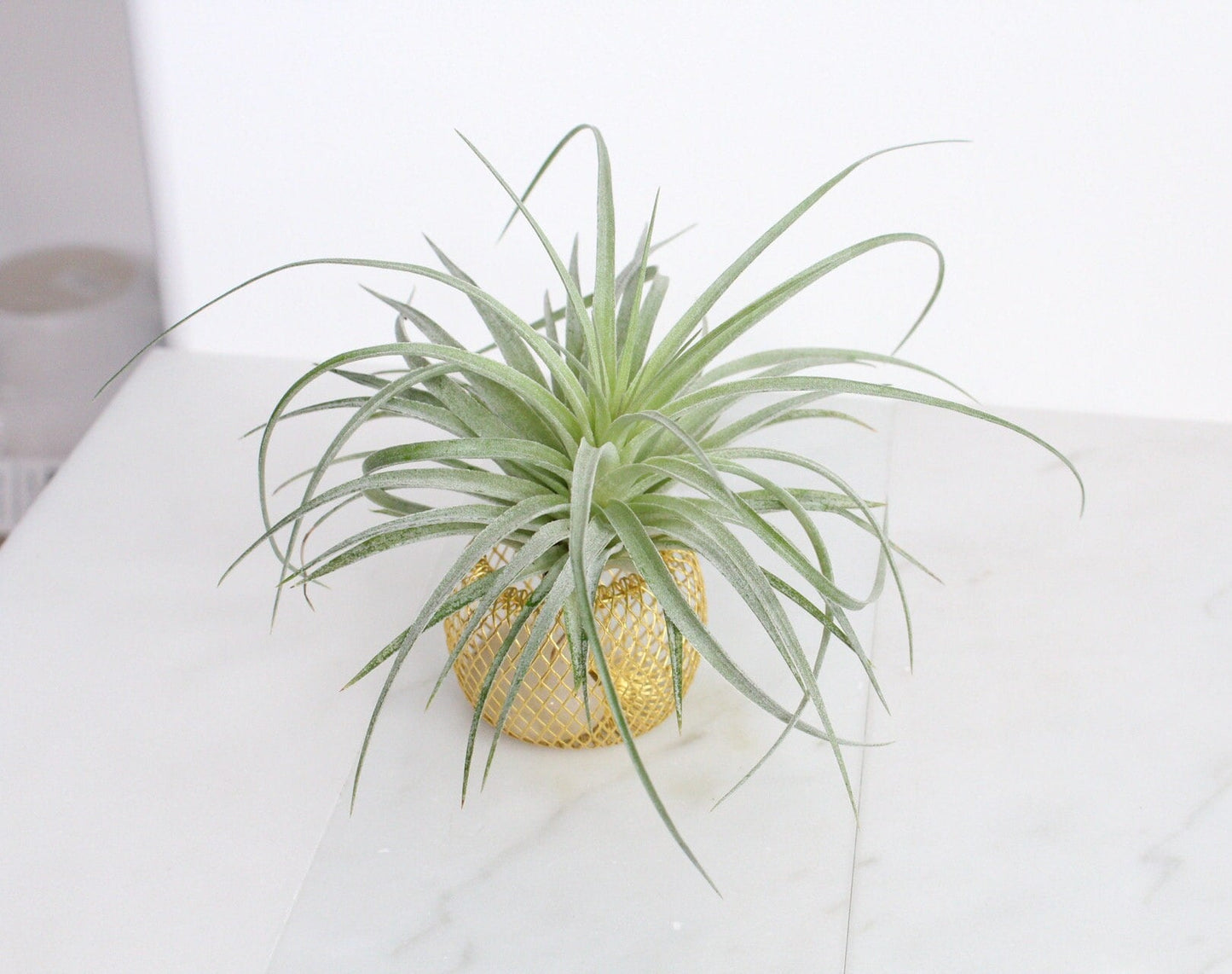 Modern Indoor Air Plant with Holder - Small Desk Office Plant Gift