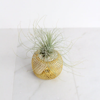 Modern Indoor Air Plant with Holder - Small Desk Office Plant Gift