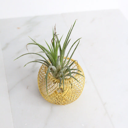 Modern Indoor Air Plant with Holder - Small Desk Office Plant Gift