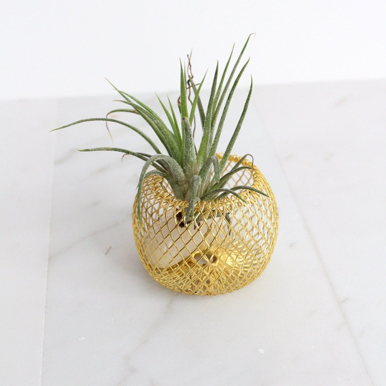 Modern Indoor Air Plant with Holder - Small Desk Office Plant Gift