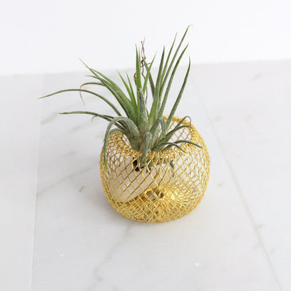 Modern Indoor Air Plant with Holder - Small Desk Office Plant Gift