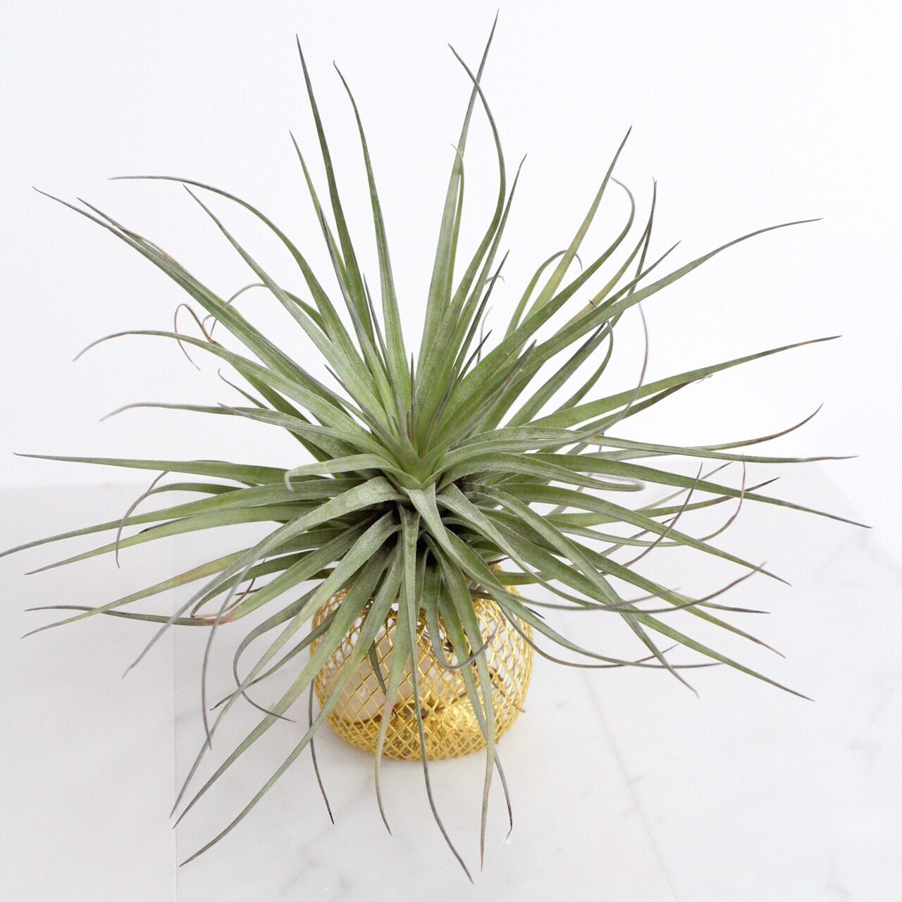 Modern Indoor Air Plant with Holder - Small Desk Office Plant Gift