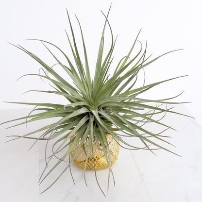 Modern Indoor Air Plant with Holder - Small Desk Office Plant Gift