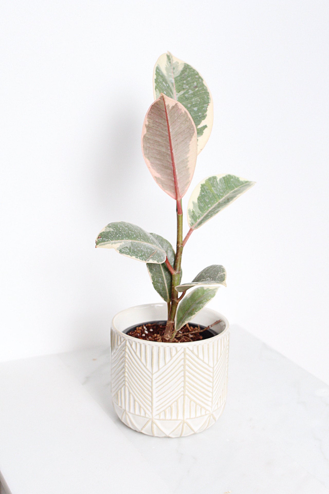 Boho Chevron Pattern Pottery Neutral Ivory Modern Pot Minimal Planter Indoor Plant Home Decor Flower Decorative Vase Wedding Elegant Style