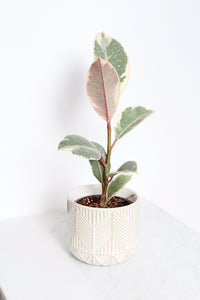 Boho Chevron Pattern Pottery Neutral Ivory Modern Pot Minimal Planter Indoor Plant Home Decor Flower Decorative Vase Wedding Elegant Style