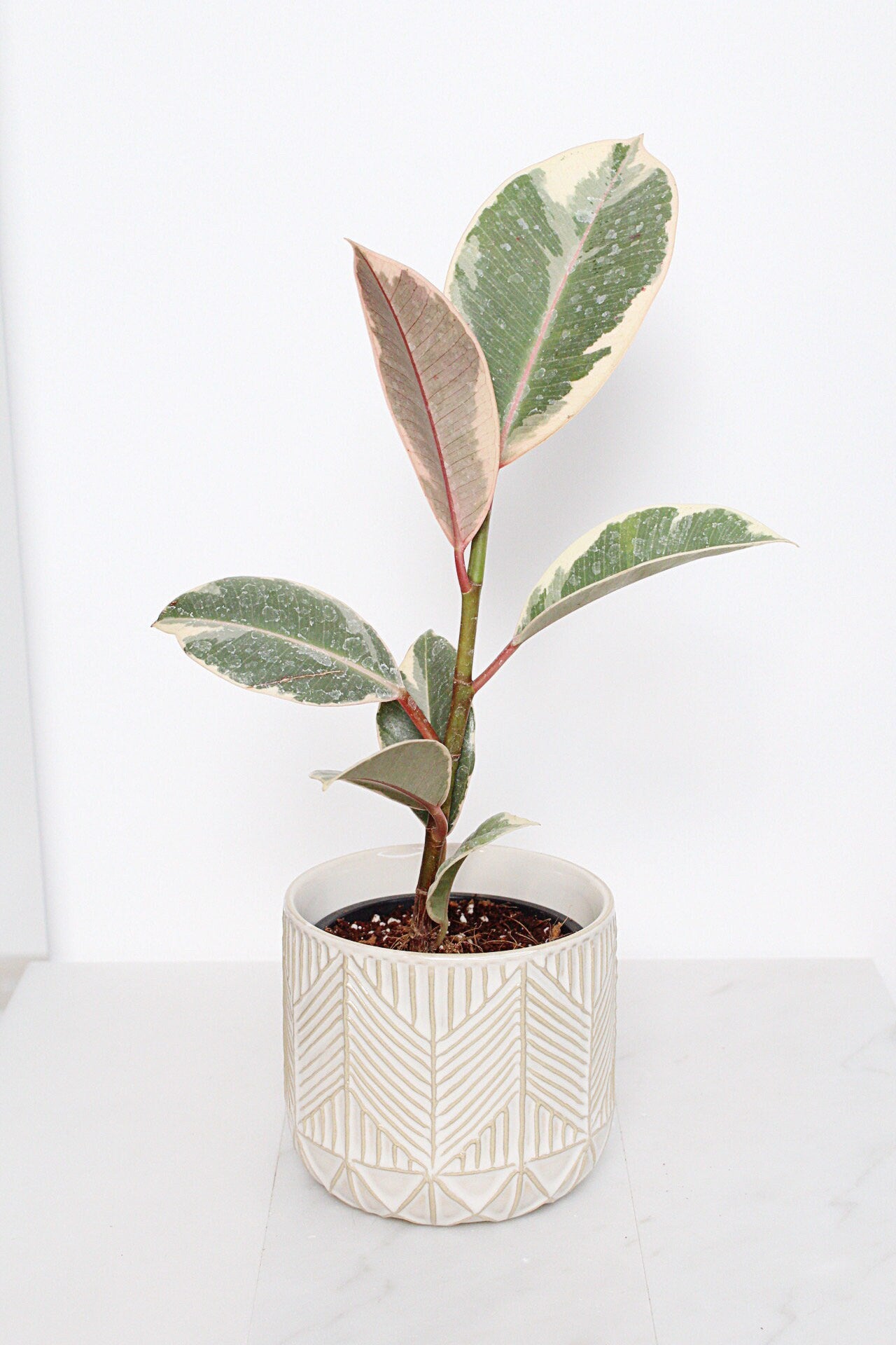 Boho Chevron Pattern Pottery Neutral Ivory Modern Pot Minimal Planter Indoor Plant Home Decor Flower Decorative Vase Wedding Elegant Style