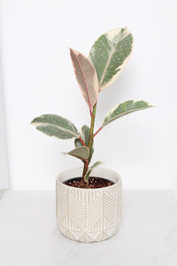 Boho Chevron Pattern Pottery Neutral Ivory Modern Pot Minimal Planter Indoor Plant Home Decor Flower Decorative Vase Wedding Elegant Style