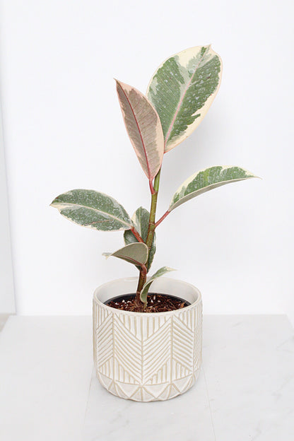 Boho Chevron Pattern Pottery Neutral Ivory Modern Pot Minimal Planter Indoor Plant Home Decor Flower Decorative Vase Wedding Elegant Style