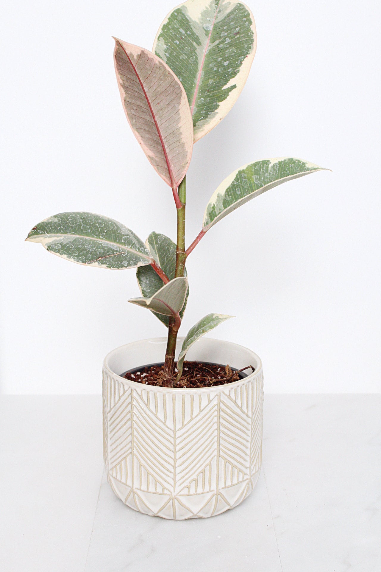 Boho Chevron Pattern Pottery Neutral Ivory Modern Pot Minimal Planter Indoor Plant Home Decor Flower Decorative Vase Wedding Elegant Style