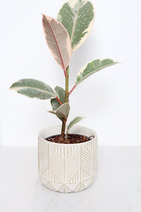 Boho Chevron Pattern Pottery Neutral Ivory Modern Pot Minimal Planter Indoor Plant Home Decor Flower Decorative Vase Wedding Elegant Style