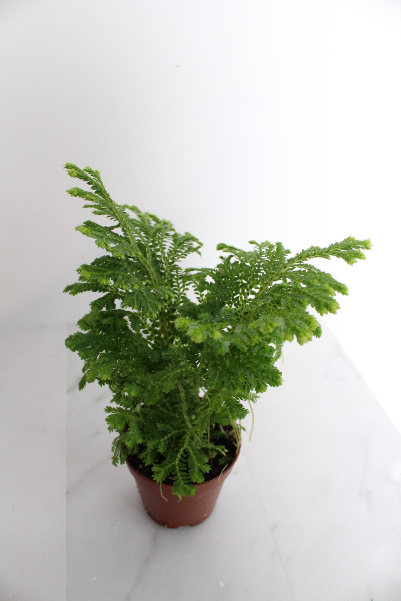 Frosty Fern Mini Live Indoor Plant Gift for Plant Lover Starter Office Desk Decor Gift Selaginella 2" pot Personalized Pot Tropical Greenery
