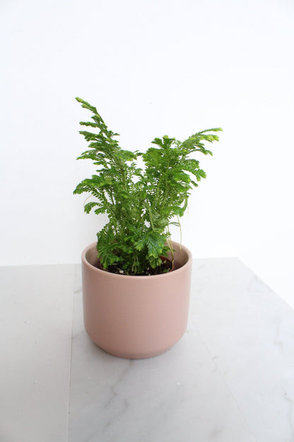 Frosty Fern Mini Live Indoor Plant Gift for Plant Lover Starter Office Desk Decor Gift Selaginella 2" pot Personalized Pot Tropical Greenery