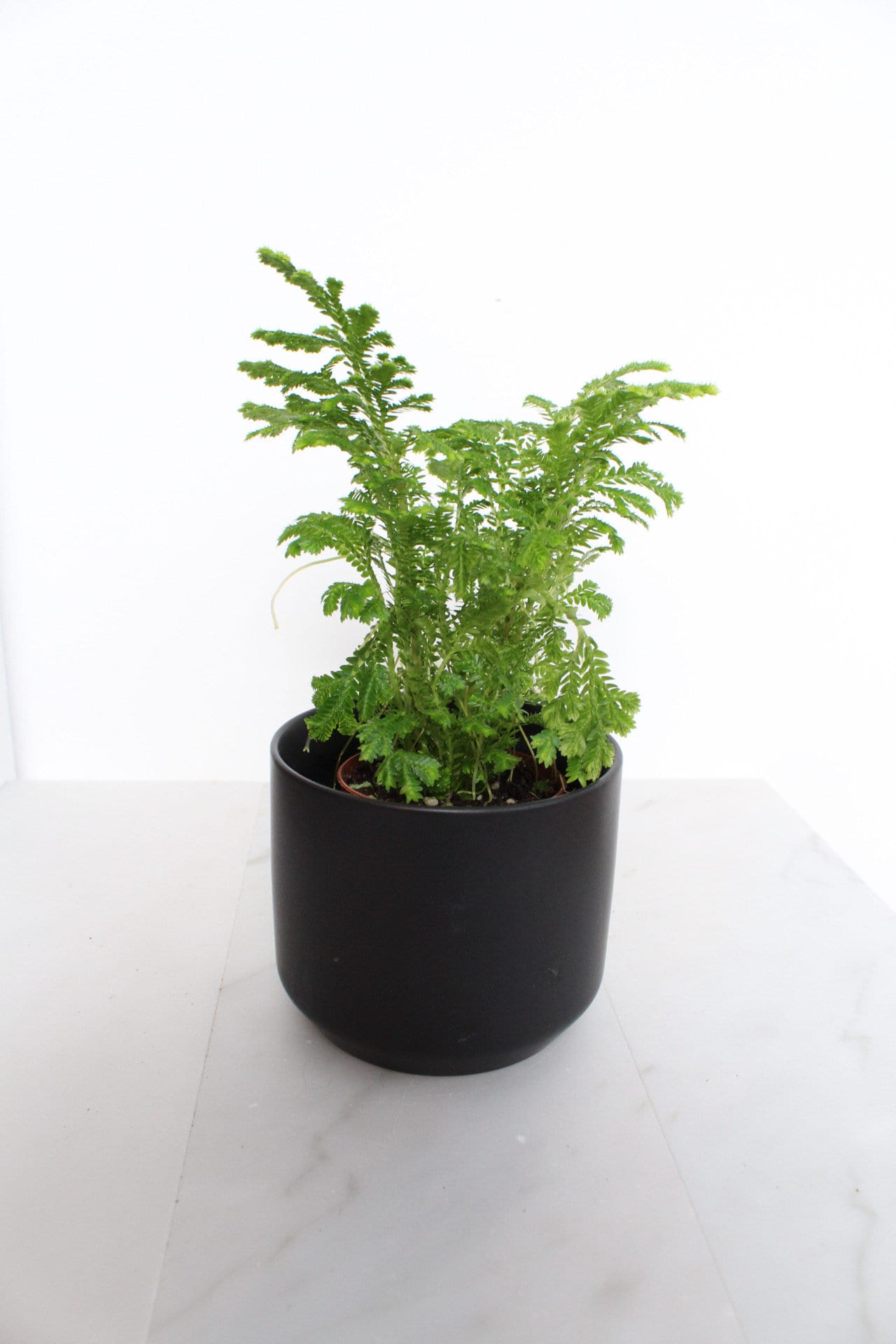 Frosty Fern Mini Live Indoor Plant Gift for Plant Lover Starter Office Desk Decor Gift Selaginella 2" pot Personalized Pot Tropical Greenery