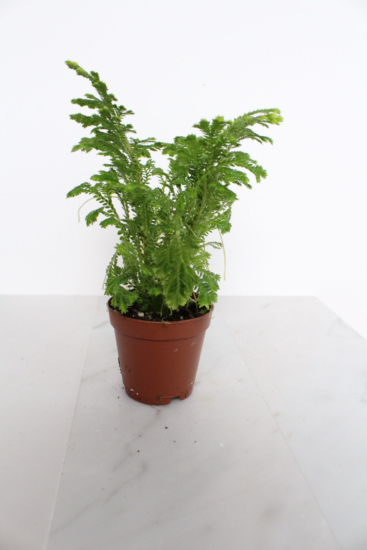 Frosty Fern Mini Live Indoor Plant Gift for Plant Lover Starter Office Desk Decor Gift Selaginella 2" pot Personalized Pot Tropical Greenery