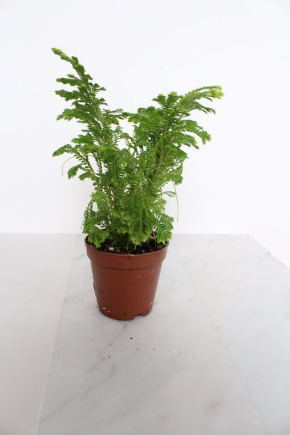 Frosty Fern Mini Live Indoor Plant Gift for Plant Lover Starter Office Desk Decor Gift Selaginella 2" pot Personalized Pot Tropical Greenery