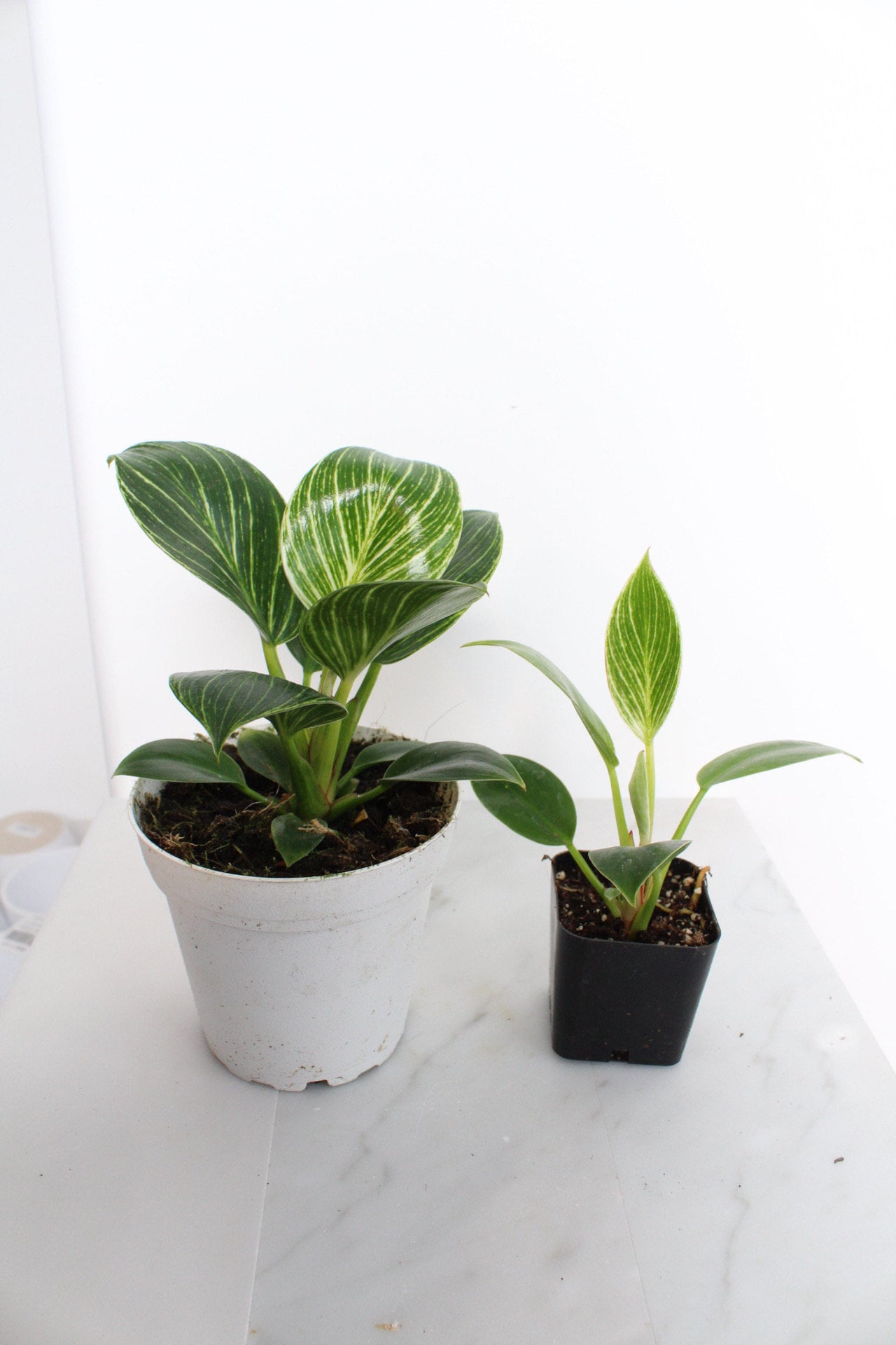 NEW Variegated Plant Pinstripe Leaf Indoor Plant Philodendron Birkin Plant Gift Set for Woman Plant Lover Collector Tropical Plant Live