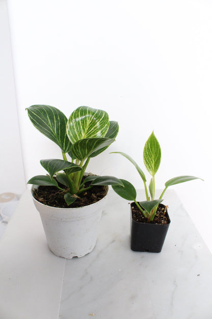 NEW Variegated Plant Pinstripe Leaf Indoor Plant Philodendron Birkin Plant Gift Set for Woman Plant Lover Collector Tropical Plant Live