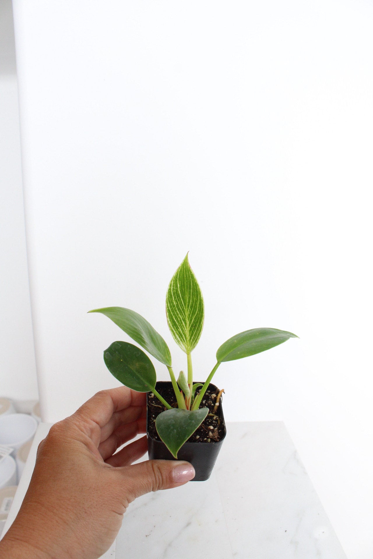 NEW Variegated Plant Pinstripe Leaf Indoor Plant Philodendron Birkin Plant Gift Set for Woman Plant Lover Collector Tropical Plant Live