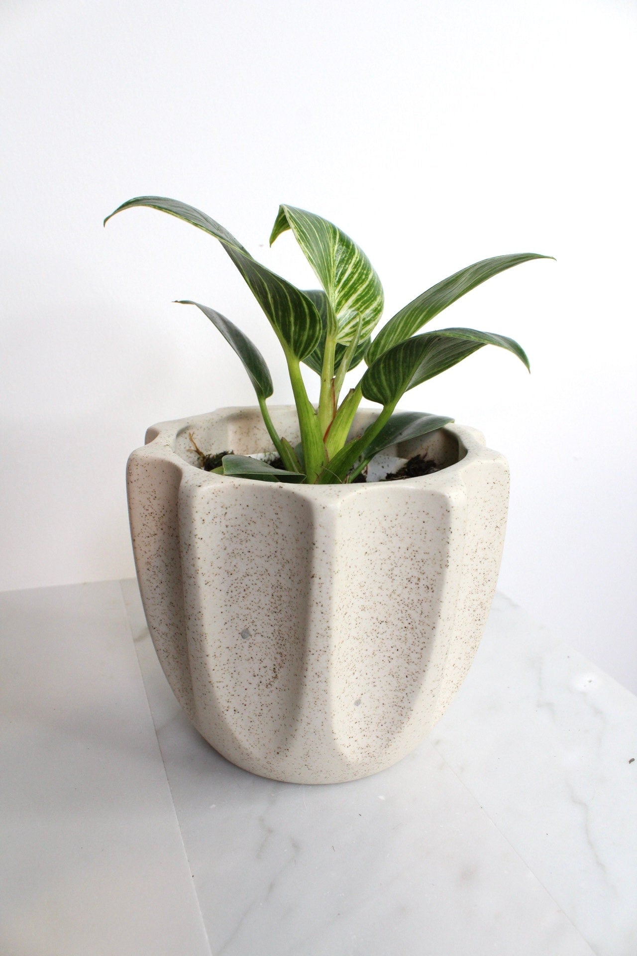 NEW Variegated Plant Pinstripe Leaf Indoor Plant Philodendron Birkin Plant Gift Set for Woman Plant Lover Collector Tropical Plant Live