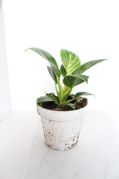 NEW Variegated Plant Pinstripe Leaf Indoor Plant Philodendron Birkin Plant Gift Set for Woman Plant Lover Collector Tropical Plant Live