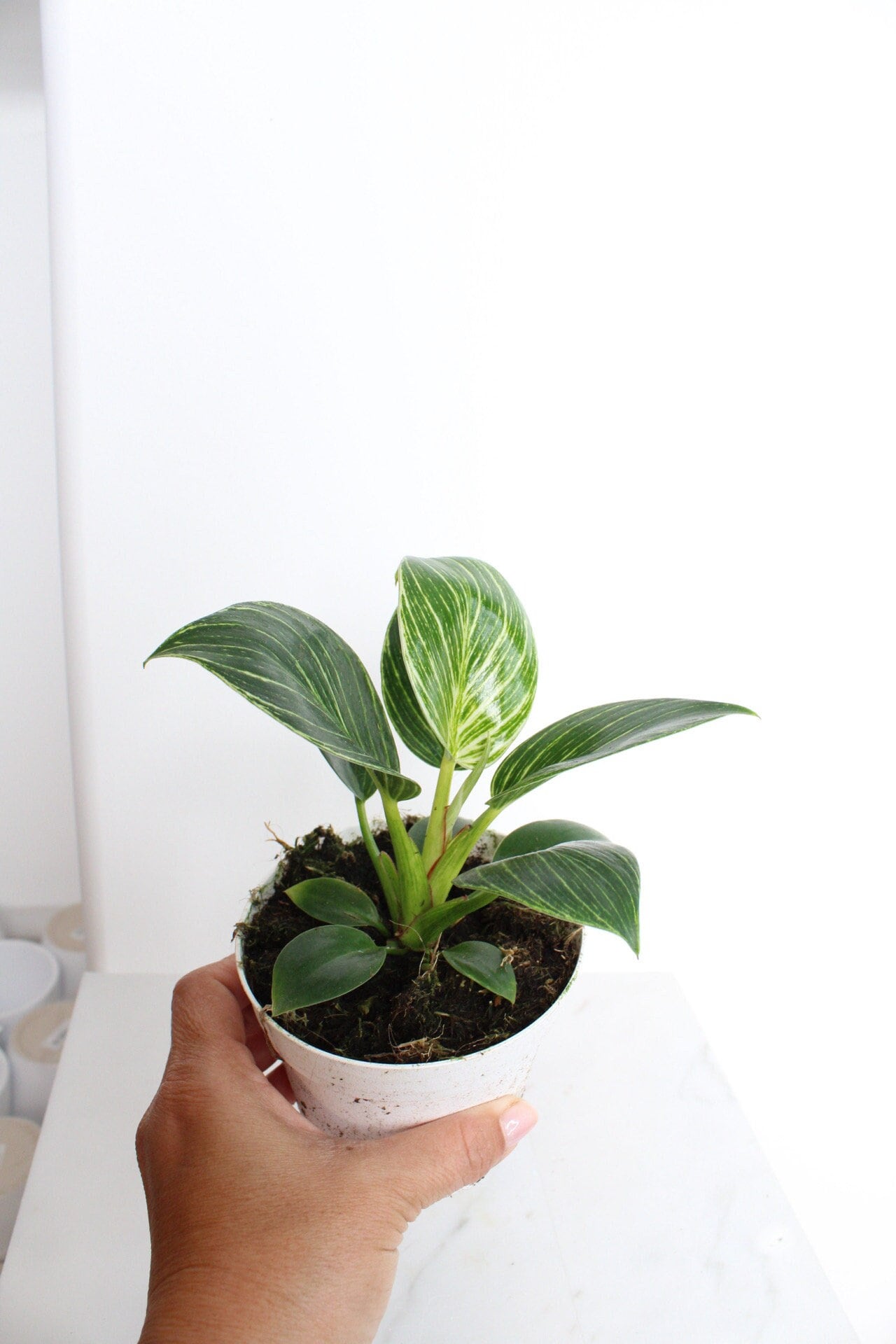 NEW Variegated Plant Pinstripe Leaf Indoor Plant Philodendron Birkin Plant Gift Set for Woman Plant Lover Collector Tropical Plant Live