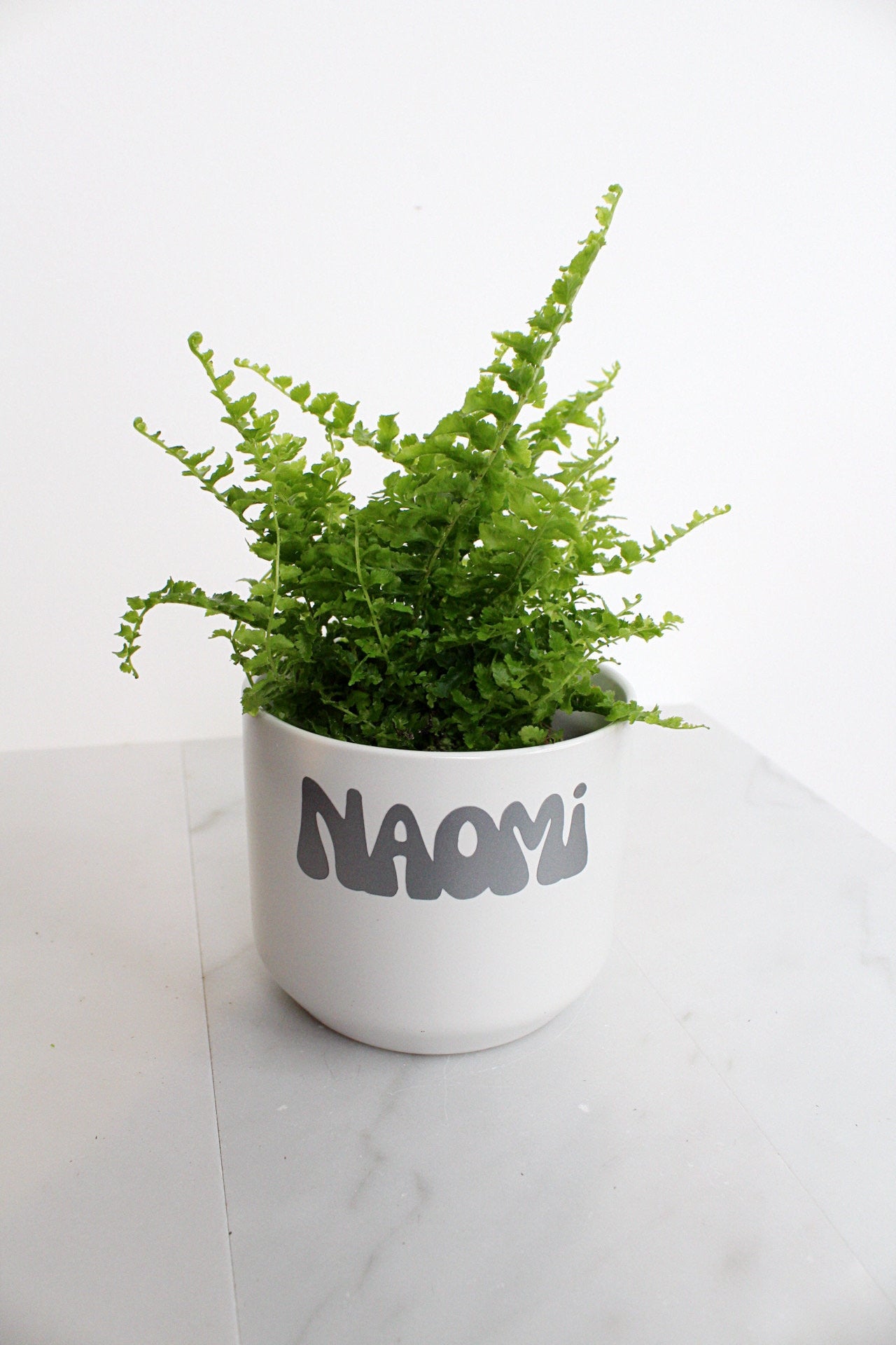 Mini Fern Green Fantasy Live Indoor Plant Gift Set for Plant Lover Air Purifier Tropical Foliage Easy Care Plant Gift for Woman Desk Plant