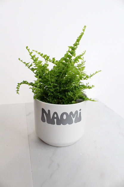 Mini Fern Green Fantasy Live Indoor Plant Gift Set for Plant Lover Air Purifier Tropical Foliage Easy Care Plant Gift for Woman Desk Plant