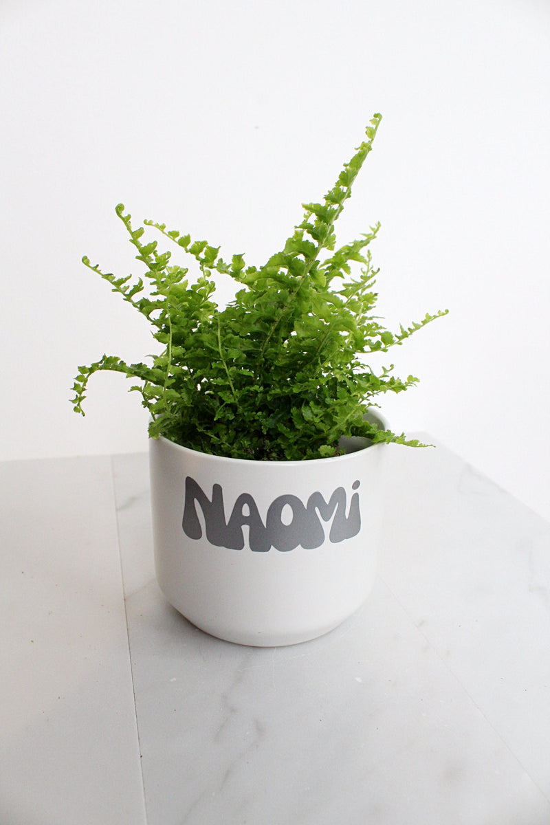 Mini Fern Green Fantasy Live Indoor Plant Gift Set for Plant Lover Air Purifier Tropical Foliage Easy Care Plant Gift for Woman Desk Plant