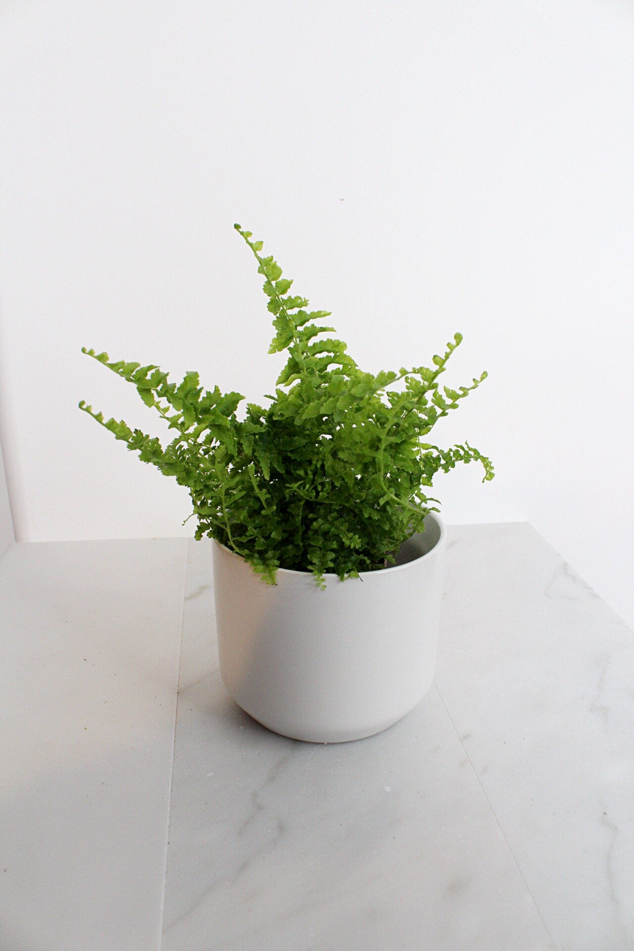 Mini Fern Green Fantasy Live Indoor Plant Gift Set for Plant Lover Air Purifier Tropical Foliage Easy Care Plant Gift for Woman Desk Plant