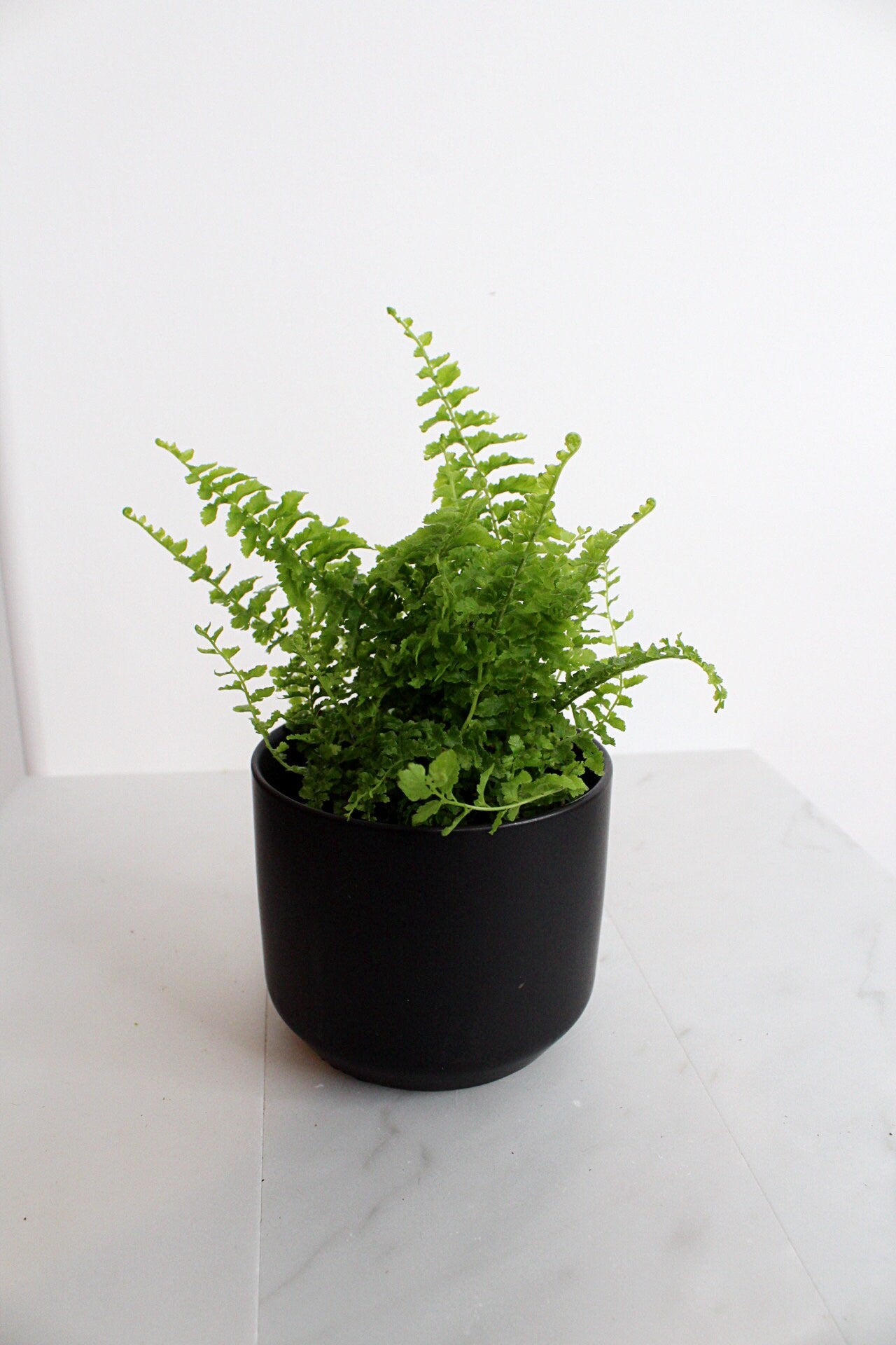 Mini Fern Green Fantasy Live Indoor Plant Gift Set for Plant Lover Air Purifier Tropical Foliage Easy Care Plant Gift for Woman Desk Plant