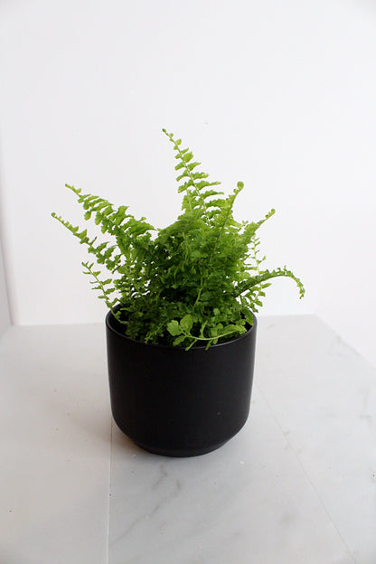 Mini Fern Green Fantasy Live Indoor Plant Gift Set for Plant Lover Air Purifier Tropical Foliage Easy Care Plant Gift for Woman Desk Plant