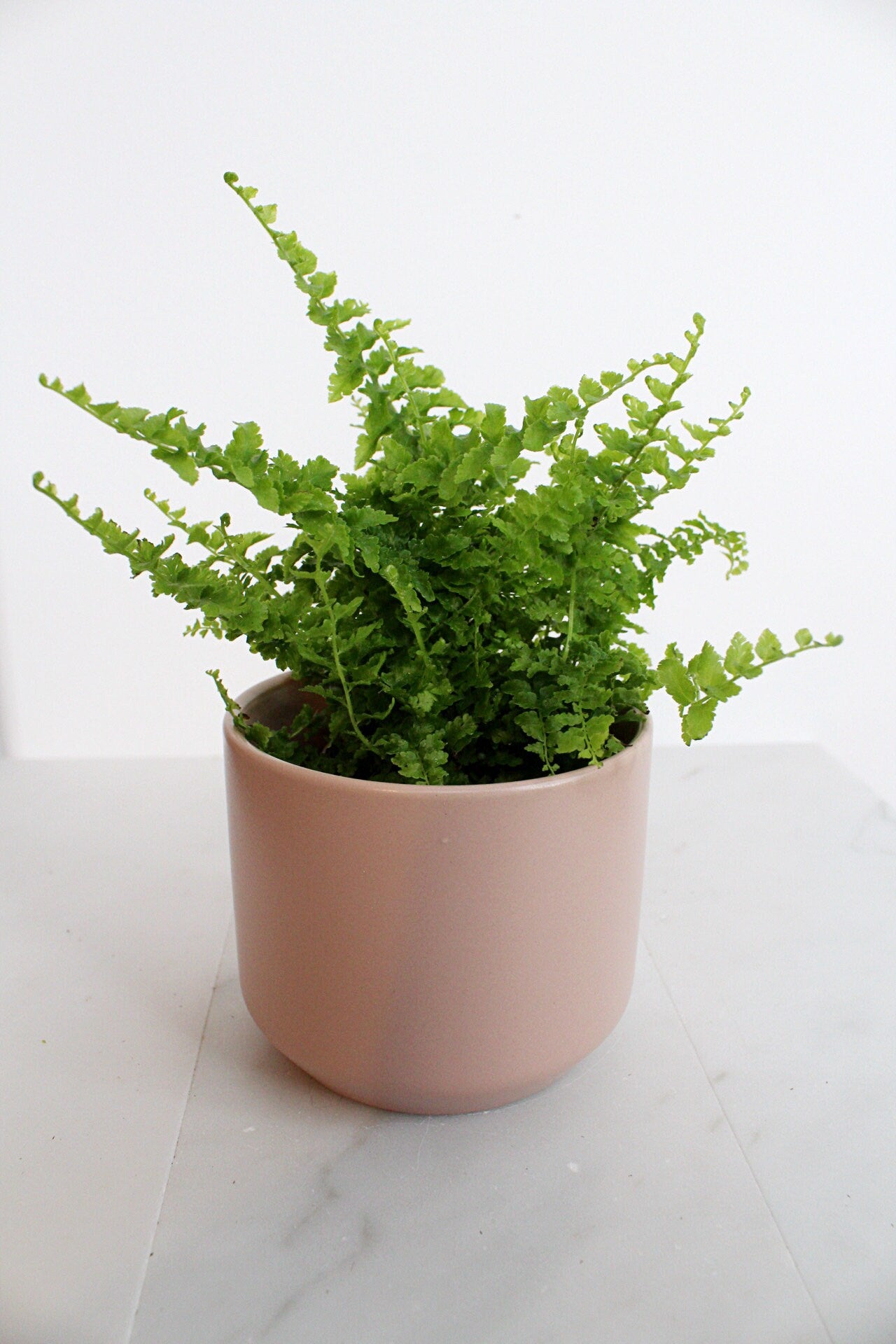 Mini Fern Green Fantasy Live Indoor Plant Gift Set for Plant Lover Air Purifier Tropical Foliage Easy Care Plant Gift for Woman Desk Plant
