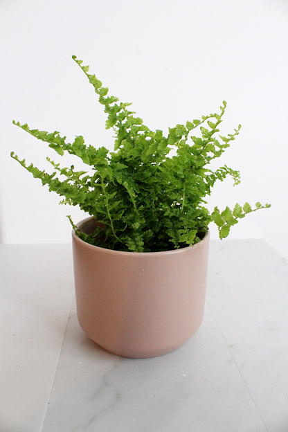 Mini Fern Green Fantasy Live Indoor Plant Gift Set for Plant Lover Air Purifier Tropical Foliage Easy Care Plant Gift for Woman Desk Plant