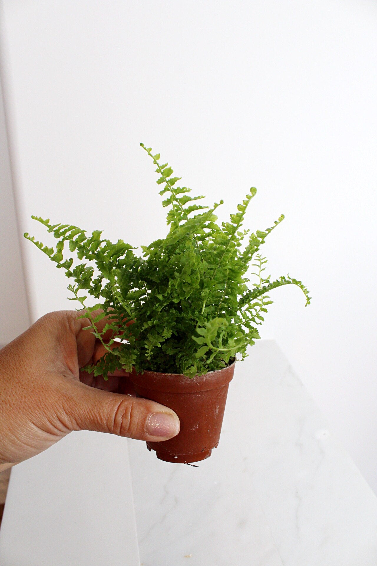 Mini Fern Green Fantasy Live Indoor Plant Gift Set for Plant Lover Air Purifier Tropical Foliage Easy Care Plant Gift for Woman Desk Plant