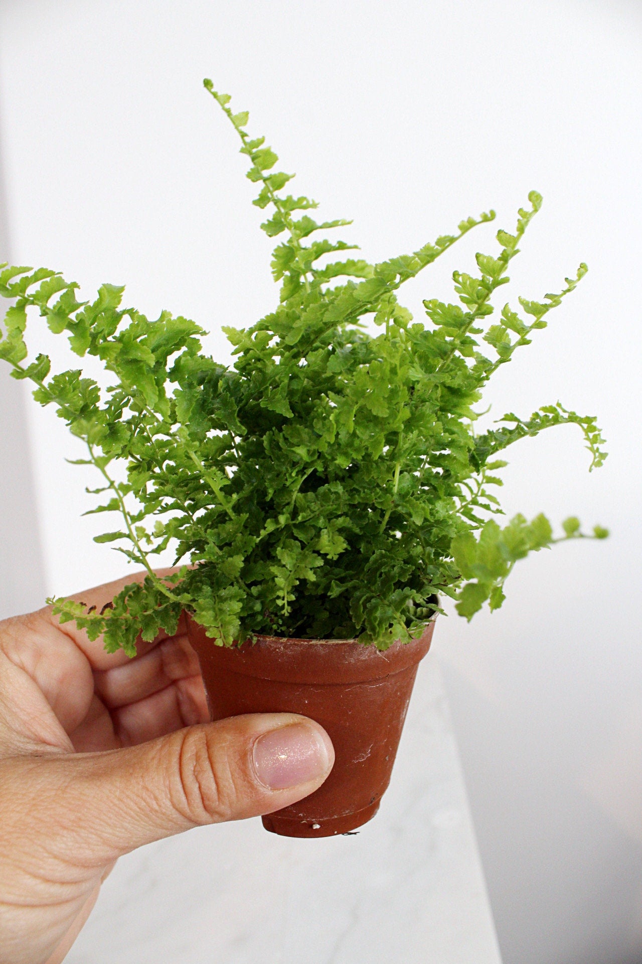 Mini Fern Green Fantasy Live Indoor Plant Gift Set for Plant Lover Air Purifier Tropical Foliage Easy Care Plant Gift for Woman Desk Plant